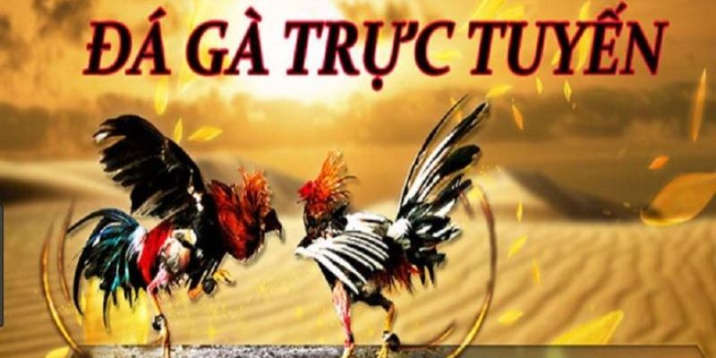 Luật Chơi Trực Tiếp Đá Gà Thomo Tại Jun88 2 Luật chơi của đá gà thomo